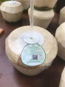 Quả dừa xiêm tươi