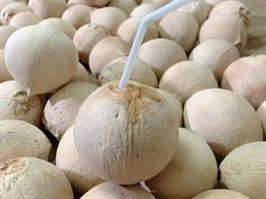 Quả dừa xiêm tươi